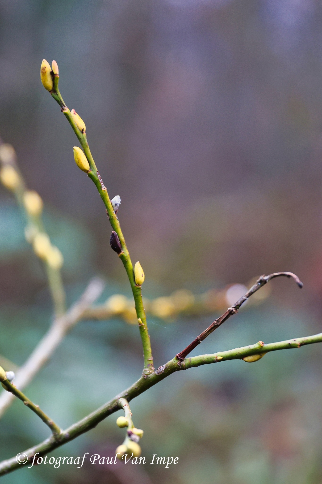Natuur 1
